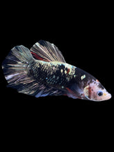 Load image into Gallery viewer, GIANT Male Halfmoon Plakat - Gold Avatar #2262 - Live Betta Fish
