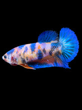 Load image into Gallery viewer, Female Halfmoon Plakat - Candy #2263 - Live Betta Fish
