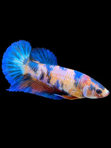 Female Halfmoon Plakat - Candy #2263 - Live Betta Fish