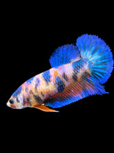 Load image into Gallery viewer, Female Halfmoon Plakat - Candy #2263 - Live Betta Fish
