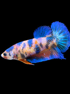 Female Halfmoon Plakat - Candy #2263 - Live Betta Fish