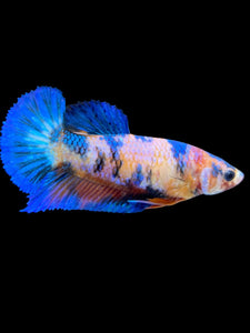 Female Halfmoon Plakat - Candy #2263 - Live Betta Fish