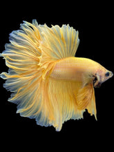 Load image into Gallery viewer, Male Rosetail - Yellow Banana #2264 - Live Betta Fish
