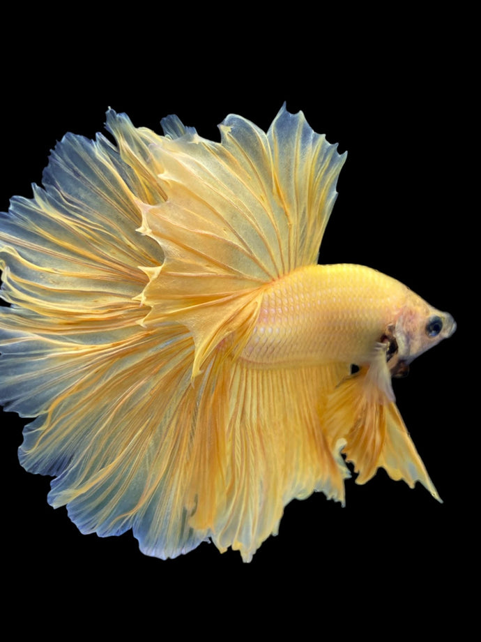 Male Rosetail - Yellow Banana #2264 - Live Betta Fish