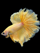 Load image into Gallery viewer, Male Rosetail - Yellow Banana #2264 - Live Betta Fish
