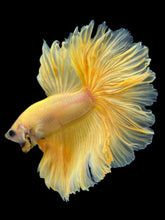 Load image into Gallery viewer, Male Rosetail - Yellow Banana #2264 - Live Betta Fish
