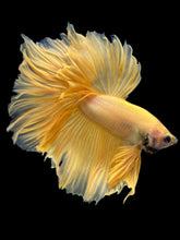 Load image into Gallery viewer, Male Rosetail - Yellow Banana #2264 - Live Betta Fish
