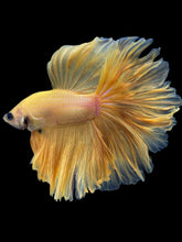 Load image into Gallery viewer, Male Rosetail - Yellow Banana #2264 - Live Betta Fish
