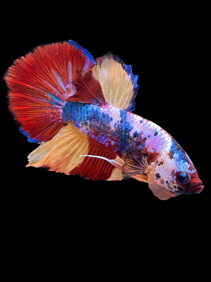 Male Halfmoon Plakat - Multicolor #2265 - Live Betta Fish