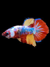 Load image into Gallery viewer, Male Halfmoon Plakat - Multicolor #2265 - Live Betta Fish
