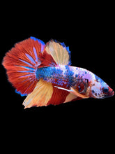 Load image into Gallery viewer, Male Halfmoon Plakat - Multicolor #2265 - Live Betta Fish
