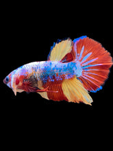 Load image into Gallery viewer, Male Halfmoon Plakat - Multicolor #2265 - Live Betta Fish
