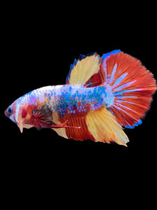 Male Halfmoon Plakat - Multicolor #2265 - Live Betta Fish