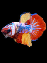 Load image into Gallery viewer, Male Halfmoon Plakat - Multicolor #2265 - Live Betta Fish
