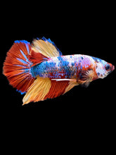 Load image into Gallery viewer, Male Halfmoon Plakat - Multicolor #2265 - Live Betta Fish
