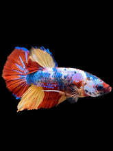 Load image into Gallery viewer, Male Halfmoon Plakat - Multicolor #2265 - Live Betta Fish
