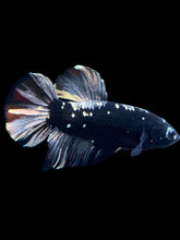 Load image into Gallery viewer, GIANT Male Halfmoon Plakat - Gold Avatar #2266 - Live Betta Fish
