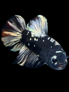 GIANT Male Halfmoon Plakat - Gold Avatar #2266 - Live Betta Fish