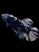 Load image into Gallery viewer, GIANT Male Halfmoon Plakat - Gold Avatar #2266 - Live Betta Fish
