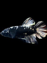 Load image into Gallery viewer, GIANT Male Halfmoon Plakat - Gold Avatar #2266 - Live Betta Fish
