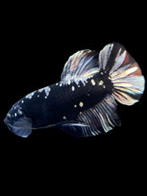 Load image into Gallery viewer, GIANT Male Halfmoon Plakat - Gold Avatar #2266 - Live Betta Fish
