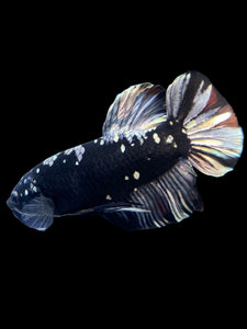 GIANT Male Halfmoon Plakat - Gold Avatar #2266 - Live Betta Fish