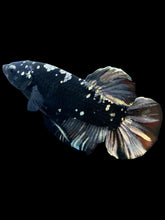 Load image into Gallery viewer, GIANT Male Halfmoon Plakat - Gold Avatar #2266 - Live Betta Fish
