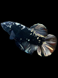 GIANT Male Halfmoon Plakat - Gold Avatar #2266 - Live Betta Fish