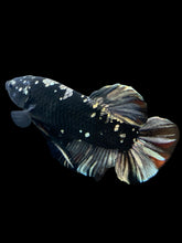 Load image into Gallery viewer, GIANT Male Halfmoon Plakat - Gold Avatar #2266 - Live Betta Fish
