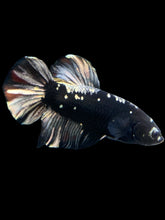 Load image into Gallery viewer, GIANT Male Halfmoon Plakat - Gold Avatar #2266 - Live Betta Fish
