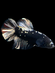 GIANT Male Halfmoon Plakat - Gold Avatar #2266 - Live Betta Fish