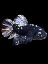Load image into Gallery viewer, GIANT Male Halfmoon Plakat - Gold Avatar #2266 - Live Betta Fish
