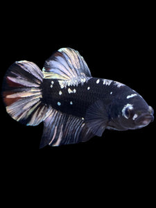 GIANT Male Halfmoon Plakat - Gold Avatar #2266 - Live Betta Fish