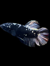 Load image into Gallery viewer, GIANT Male Halfmoon Plakat - Gold Avatar #2266 - Live Betta Fish
