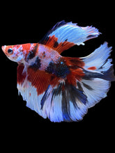 Load image into Gallery viewer, Male Fullmoon - Galaxy #2267 - Live Betta Fish
