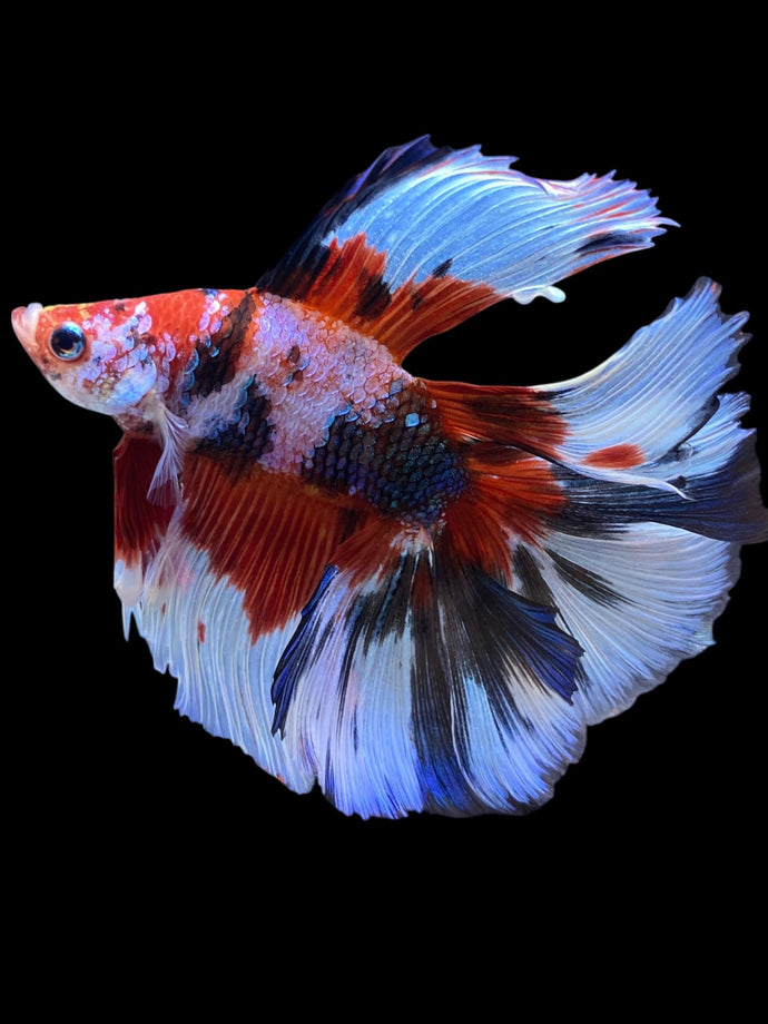 Male Fullmoon - Galaxy #2267 - Live Betta Fish