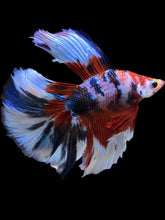 Load image into Gallery viewer, Male Fullmoon - Galaxy #2267 - Live Betta Fish
