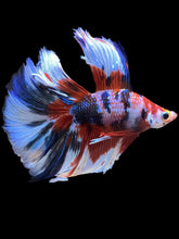 Load image into Gallery viewer, Male Fullmoon - Galaxy #2267 - Live Betta Fish
