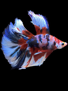 Male Fullmoon - Galaxy #2267 - Live Betta Fish