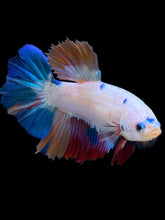 Load image into Gallery viewer, TOP GRADE Female Halfmoon - Unicorn #2268 - Live Betta Fish
