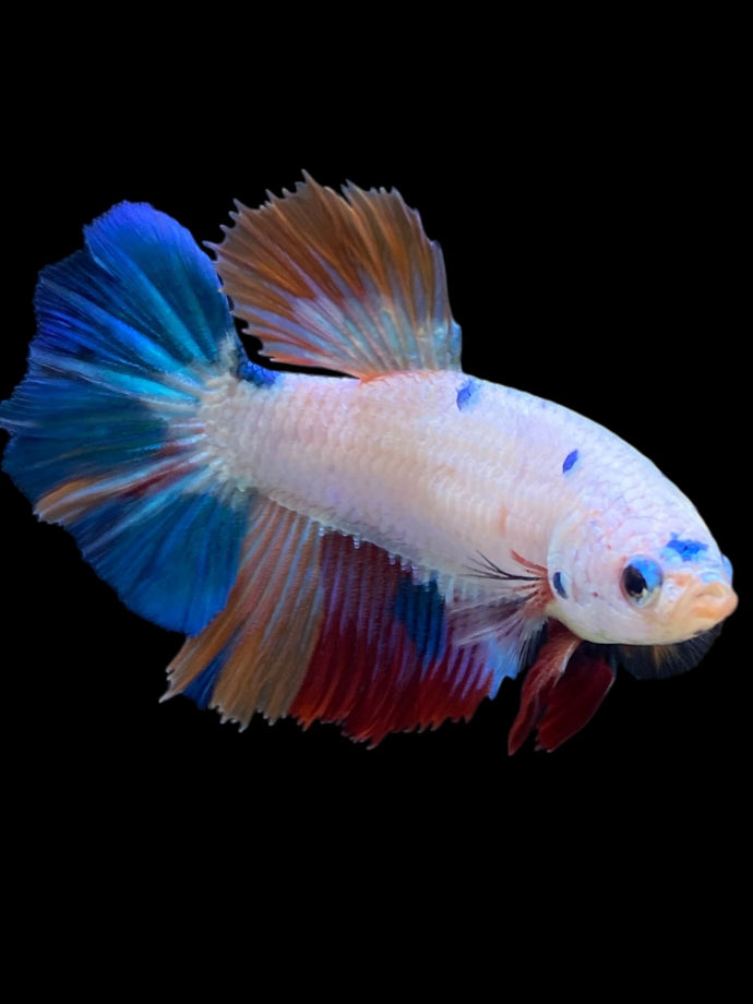 TOP GRADE Female Halfmoon - Unicorn #2268 - Live Betta Fish