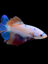 Load image into Gallery viewer, TOP GRADE Female Halfmoon - Unicorn #2268 - Live Betta Fish
