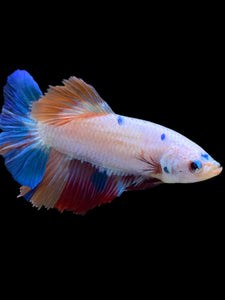TOP GRADE Female Halfmoon - Unicorn #2268 - Live Betta Fish