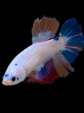 Load image into Gallery viewer, TOP GRADE Female Halfmoon - Unicorn #2268 - Live Betta Fish
