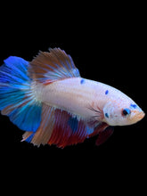 Load image into Gallery viewer, TOP GRADE Female Halfmoon - Unicorn #2268 - Live Betta Fish

