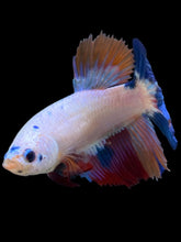 Load image into Gallery viewer, TOP GRADE Female Halfmoon - Unicorn #2268 - Live Betta Fish
