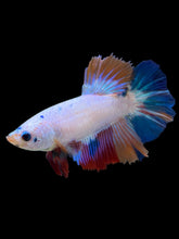 Load image into Gallery viewer, TOP GRADE Female Halfmoon - Unicorn #2268 - Live Betta Fish
