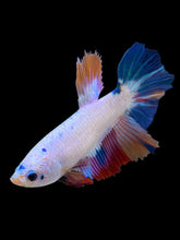 Load image into Gallery viewer, TOP GRADE Female Halfmoon - Unicorn #2268 - Live Betta Fish
