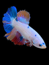 Load image into Gallery viewer, TOP GRADE Female Halfmoon - Unicorn #2268 - Live Betta Fish
