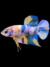 Load image into Gallery viewer, Male Halfmoon Plakat - Multicolor #2269 - Live Betta Fish
